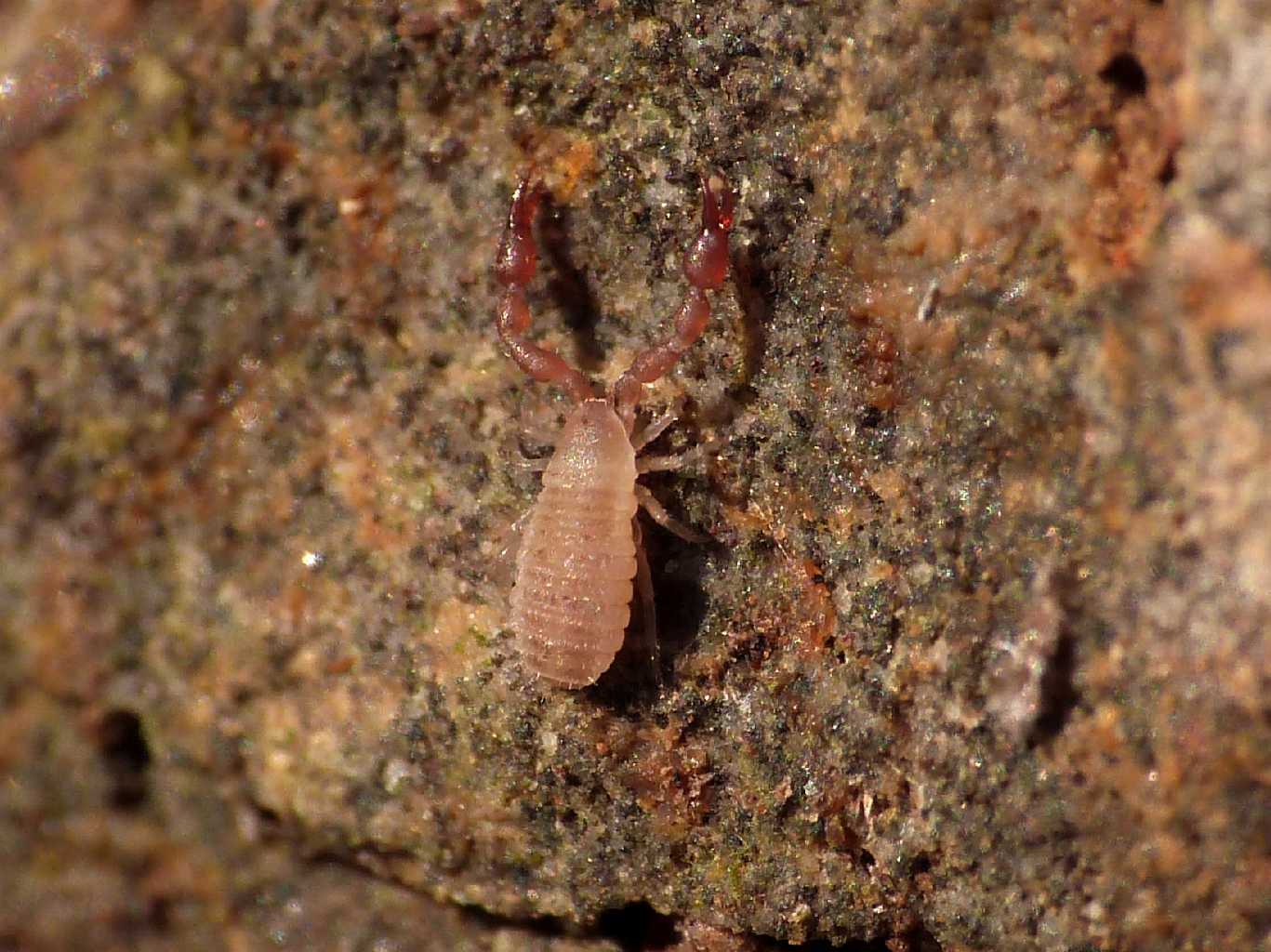 Piccoli Chernetidae poco pigmentati - Caffarella (RM)
